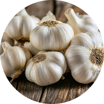 Garlic